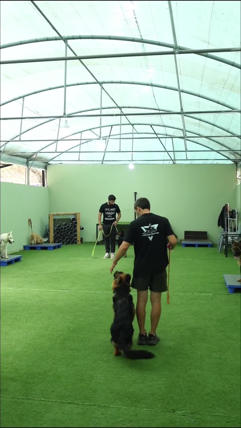 Training on the indoor turf at The Dog Mentor