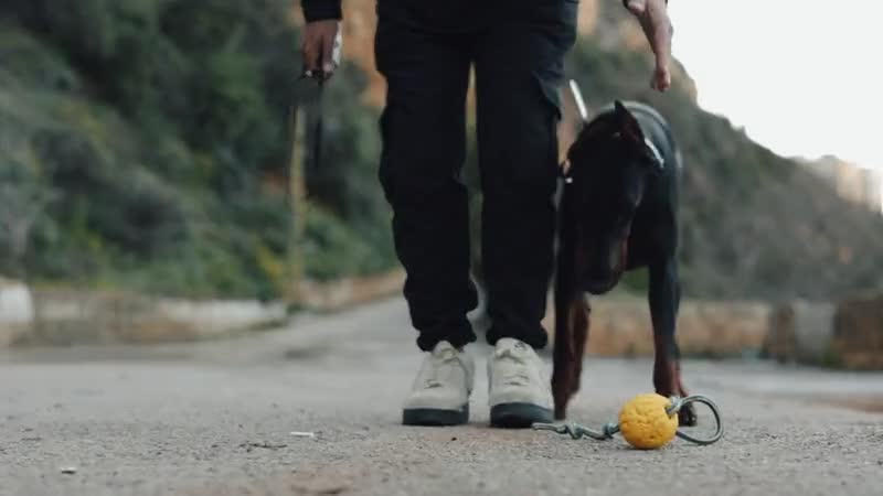 A dog working beside its handler on a mountain road