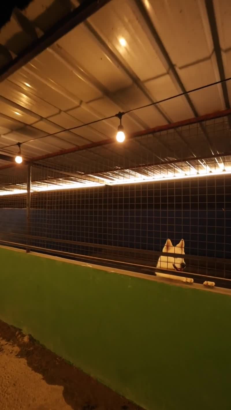The Dog Mentor kennels at night, Mansourieh